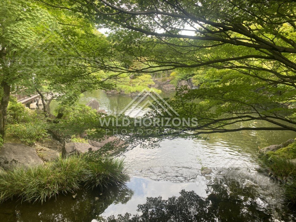 Japanese Garden Pond Framed by Overhanging Maple Branches. Koko-en Garden, Japan.