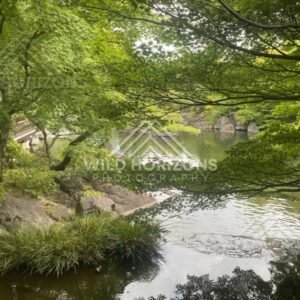 Wooden Garden Walkway Beside a Pond Under Dense Green Canopy. Koko-en Garden, Japan.