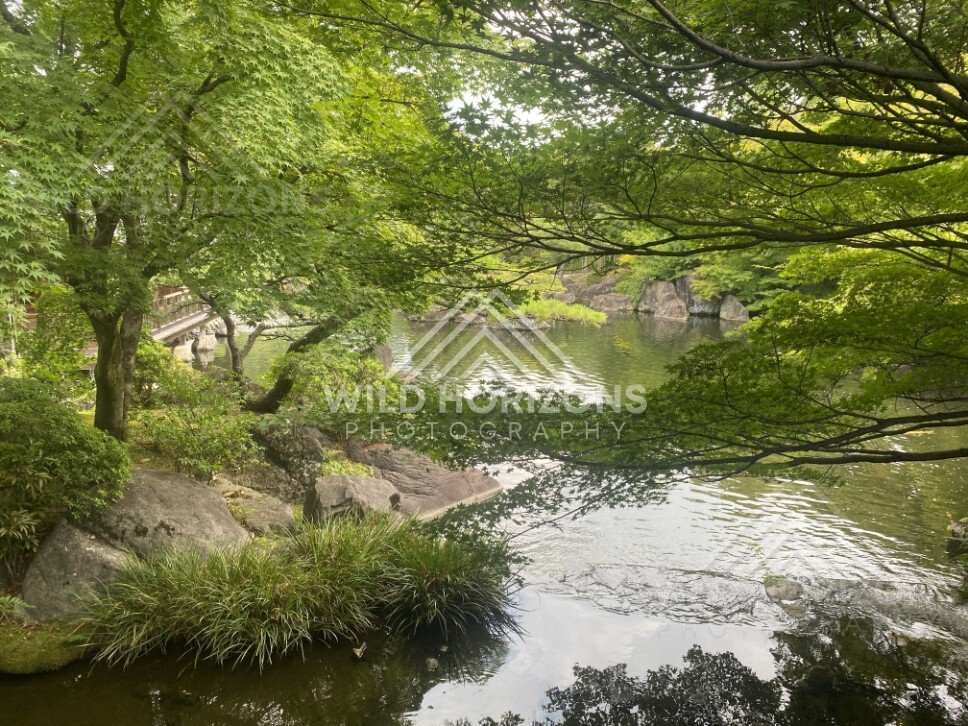 Wooden Garden Walkway Beside a Pond Under Dense Green Canopy. Koko-en Garden, Japan.