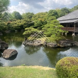 Pine-Covered Island in a Japanese Garden Pond Beside a Wooden Pavilion. Koko-en Garden, Japan.