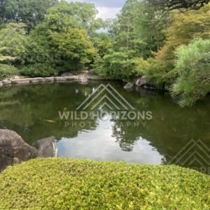 Koi Swimming in a Still Pond at Koko-en Garden. Himeji, Japan.