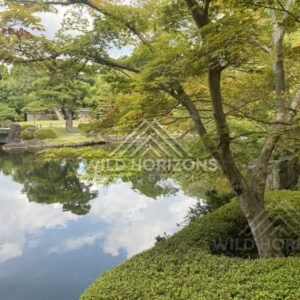 Maple Branches Framing Mirror-Like Water at Koko-en Garden. Himeji, Japan.