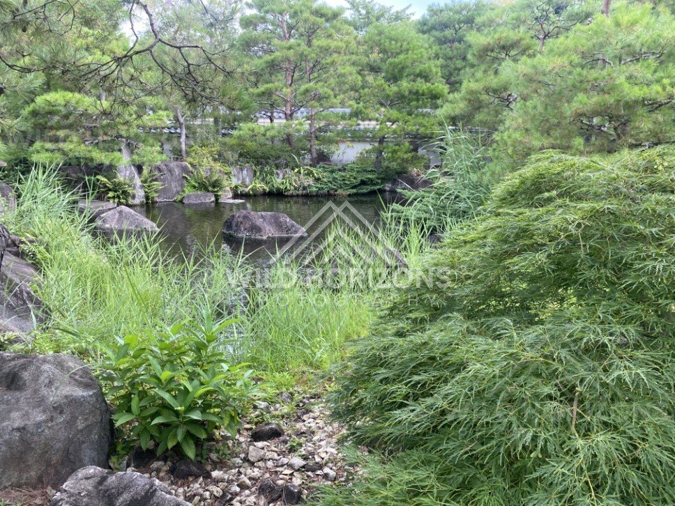Reeds and Evergreens Beside Water at Koko-en Garden. Himeji, Japan.