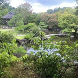 Garden Pond and Pavilion Below Himeji Castle at Koko-en Garden. Himeji, Japan.