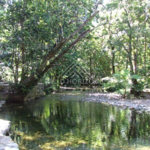 Still rainforest pool beside stone-edged bank and leaning trees. Daintree Rainforest, Australia.
