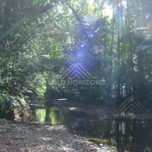 Shaded rainforest creek with stony bank and filtered sunlight. Daintree Rainforest, Australia.