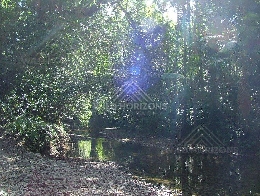 Shaded rainforest creek with stony bank and filtered sunlight. Daintree Rainforest, Australia.
