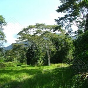 Sunlit rainforest clearing with tall spreading tree. Daintree Rainforest, Australia.