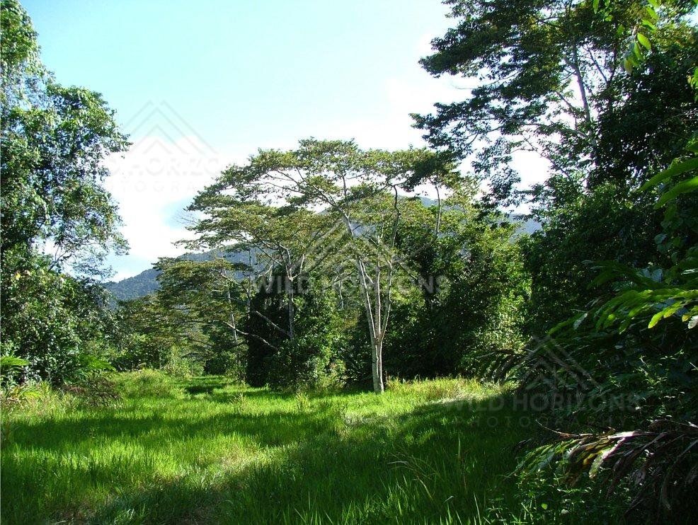 Sunlit rainforest clearing with tall spreading tree. Daintree Rainforest, Australia.
