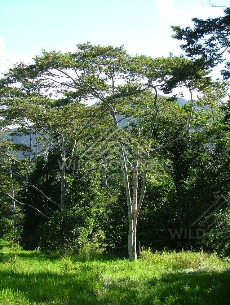 Tropical forest clearing with pale-trunked canopy tree. Daintree Rainforest, Australia.
