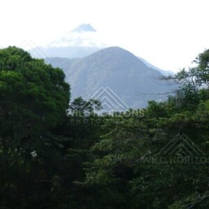 Layered rainforest ridges with misty mountain beyond. Daintree Rainforest, Australia.