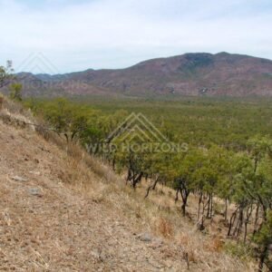 Dry hillside overlooking open eucalypt woodland. Lower Cape York, Australia.