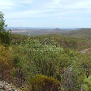 Rolling bushland landscape viewed from rocky ridge. Lower Cape York, Australia.