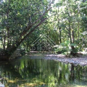 Clear jungle creek with pebbled shallows and dense green canopy. Daintree Rainforest, Australia.