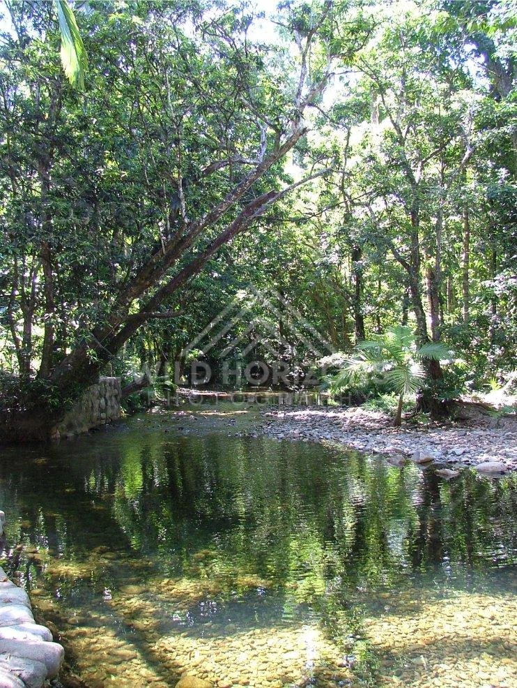 Clear jungle creek with pebbled shallows and dense green canopy. Daintree Rainforest, Australia.