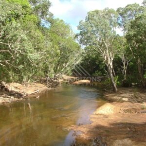 Calm brown-water channel beneath paperbark trees. Archer River, Australia.