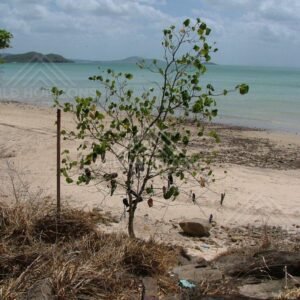 Tropical shoreline near Seisia at the tip of Cape York. Seisia, Australia.