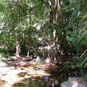 Narrow tropical waterway framed by palms and rainforest foliage. Daintree Rainforest, Australia.
