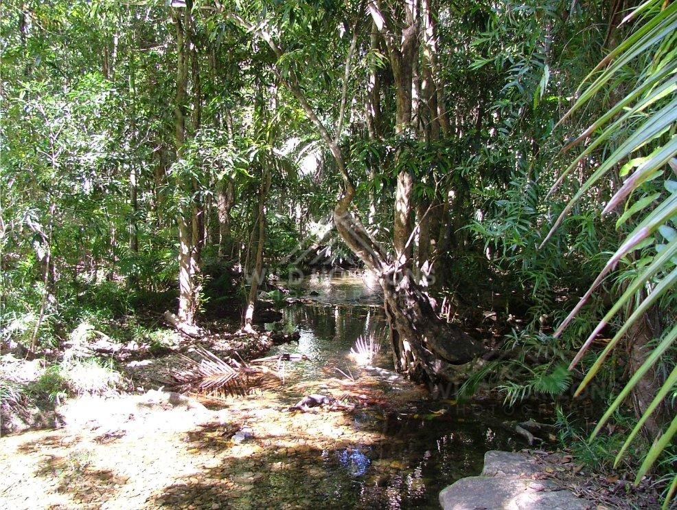 Narrow tropical waterway framed by palms and rainforest foliage. Daintree Rainforest, Australia.