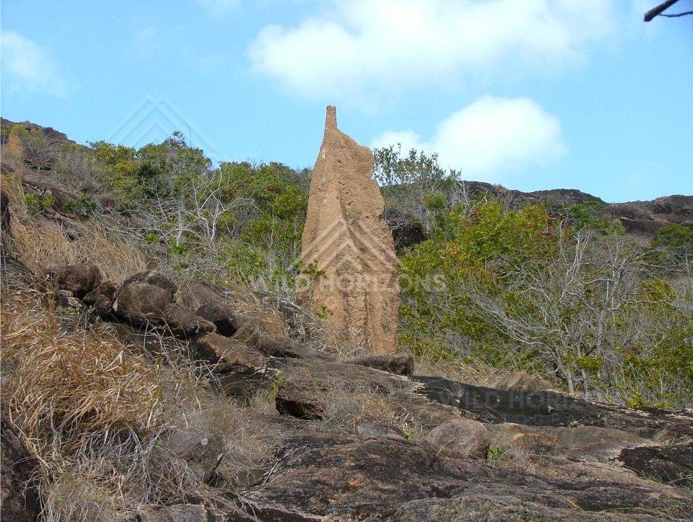 Unusual sandstone formation on coastal ridge near Seisia. Seisia, Australia.