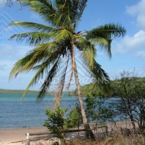 Palm tree beside calm tropical bay at Seisia. Seisia, Australia.