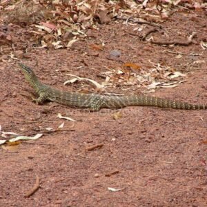 Lace monitor lizard crossing red earth track at Seisia. Seisia, Australia.