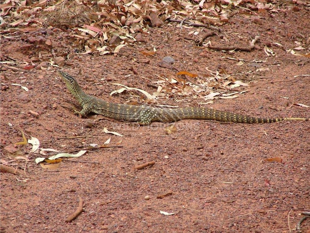 Lace monitor lizard crossing red earth track at Seisia. Seisia, Australia.