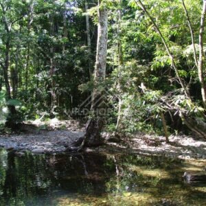 Shaded forest pool beside exposed tree roots and rocks. Daintree Rainforest, Australia.