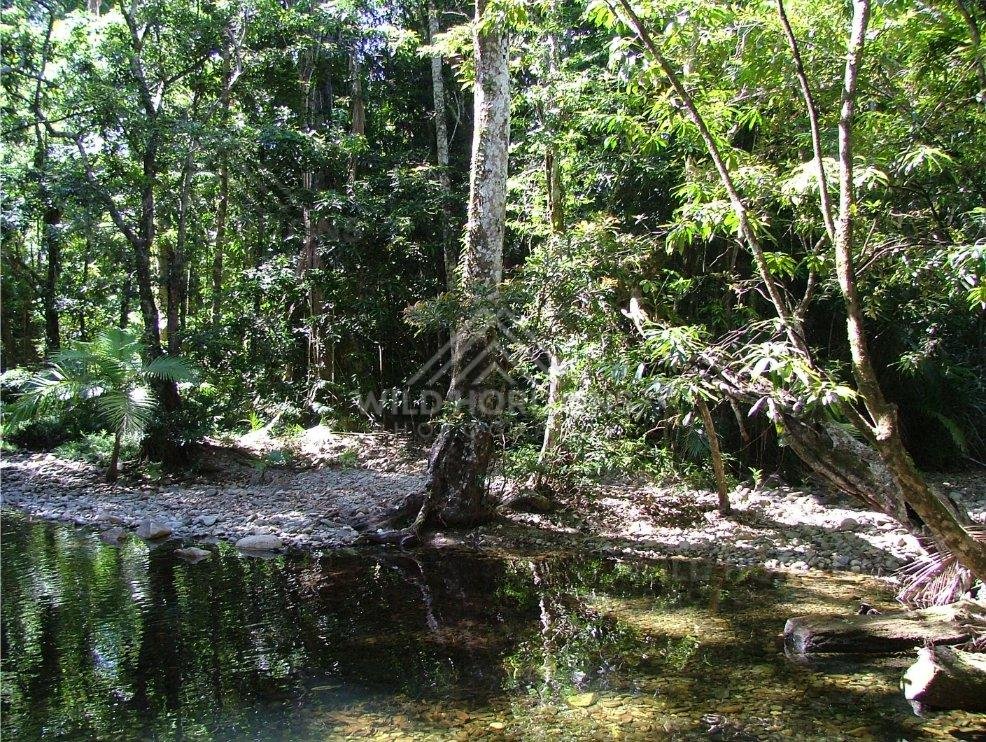 Shaded forest pool beside exposed tree roots and rocks. Daintree Rainforest, Australia.