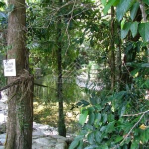 Rainforest track with rope barrier beside clear creek. Daintree Rainforest, Australia.