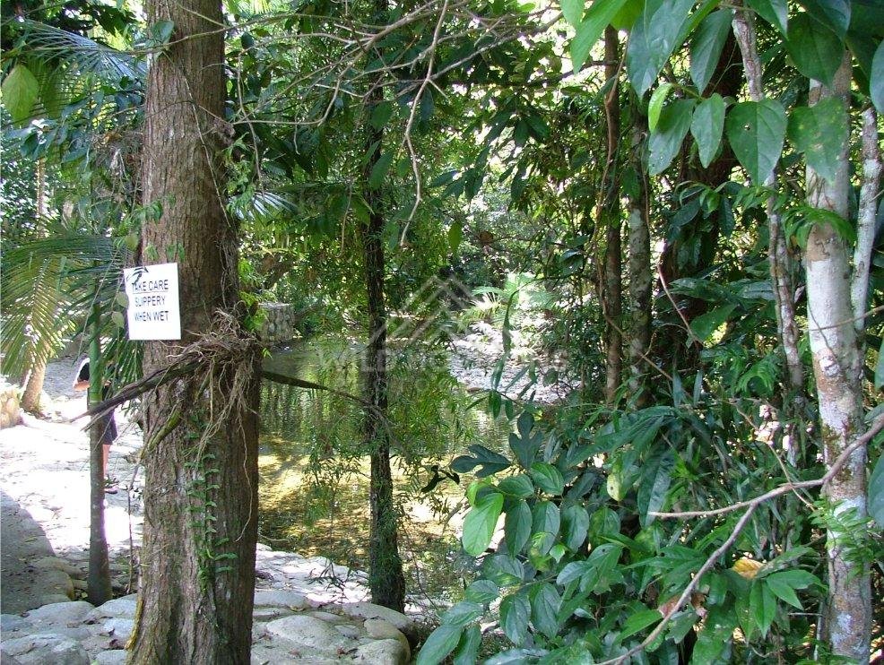 Rainforest track with rope barrier beside clear creek. Daintree Rainforest, Australia.