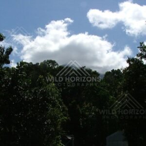 Rainforest canopy silhouetted beneath bright tropical clouds. Daintree Rainforest, Australia.