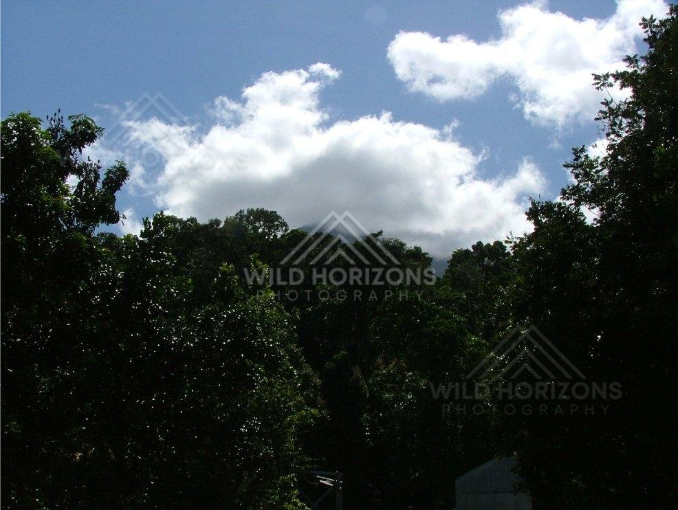 Rainforest canopy silhouetted beneath bright tropical clouds. Daintree Rainforest, Australia.