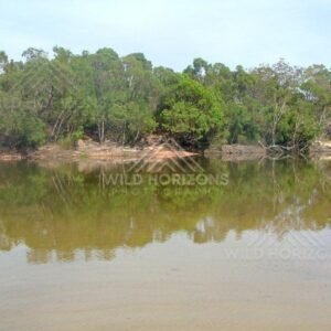 Still river water reflecting dense bushland along the bank. Jardine River, Australia.