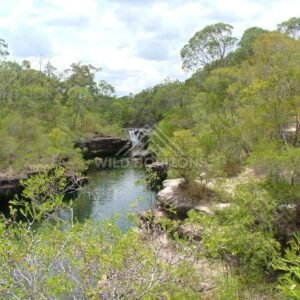 Small waterfall spilling into a clear rock pool in tropical bushland. Fruit Bat Falls, Cape York, Queensland.