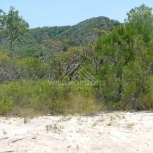 Coastal scrub and dune vegetation with forested hills behind. Cape York, Australia.