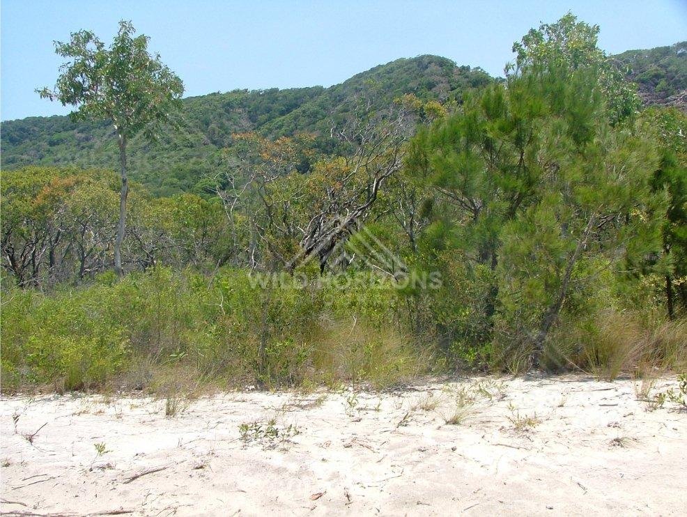 Coastal scrub and dune vegetation with forested hills behind. Cape York, Australia.