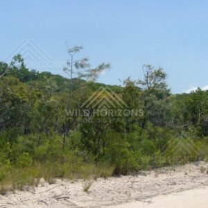 Sandy roadside edge with scrub and low woodland under bright sky. Cape York, Australia.