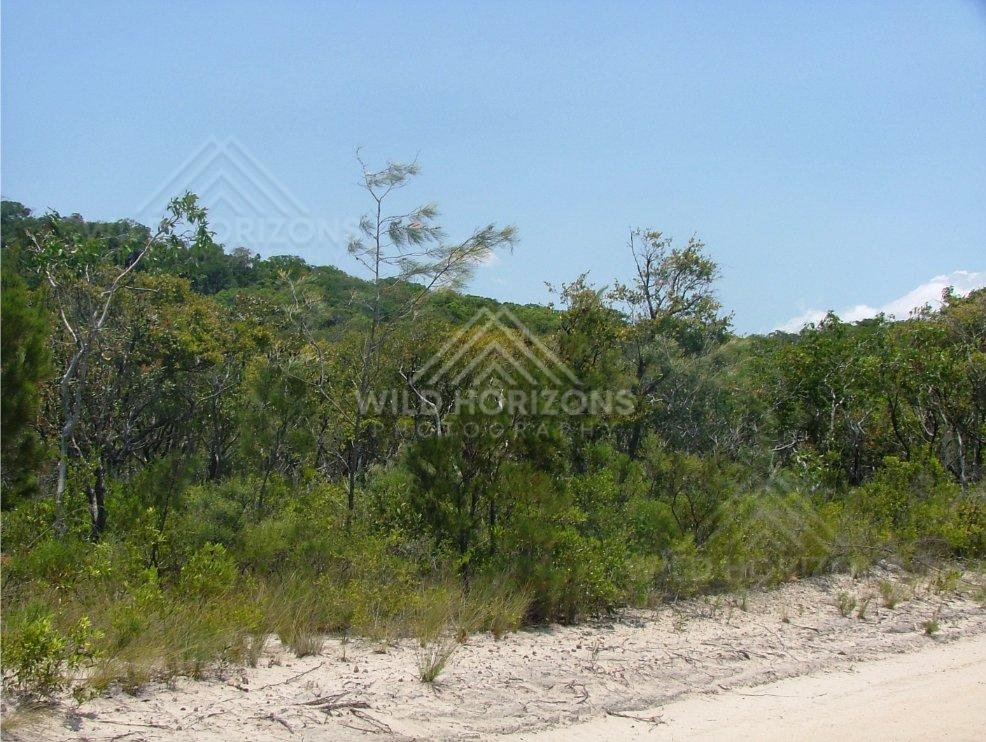 Sandy roadside edge with scrub and low woodland under bright sky. Cape York, Australia.