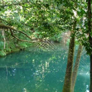 Clear rainforest pool viewed through riverside trees. Blue Hole, Daintree Rainforest, Australia.