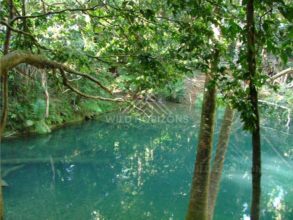 Clear rainforest pool viewed through riverside trees. Blue Hole, Daintree Rainforest, Australia.