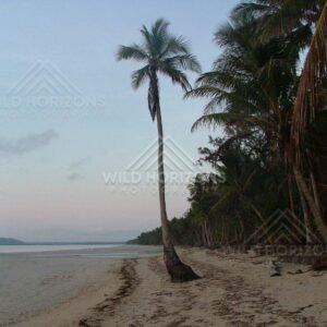 Leaning palms above an empty tropical beach at dusk. Chili Beach, Australia.