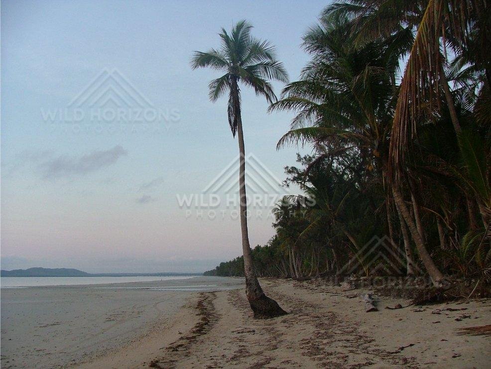 Leaning palms above an empty tropical beach at dusk. Chili Beach, Australia.