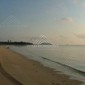 Curving shoreline with tyre tracks in golden light. Chili Beach, Australia.