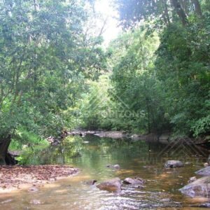 Rainforest creek winding through dense tropical forest. Iron Range National Park, Australia.