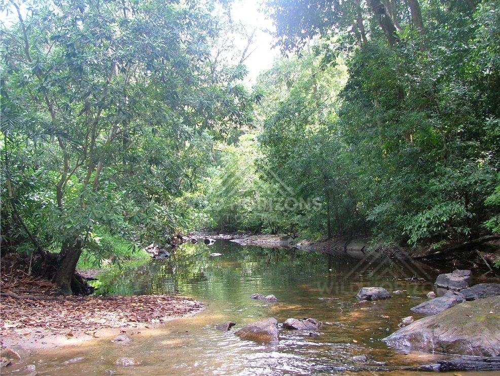 Rainforest creek winding through dense tropical forest. Iron Range National Park, Australia.