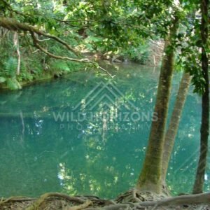 Turquoise forest pool with exposed roots along the bank. Blue Hole, Daintree Rainforest, Australia.