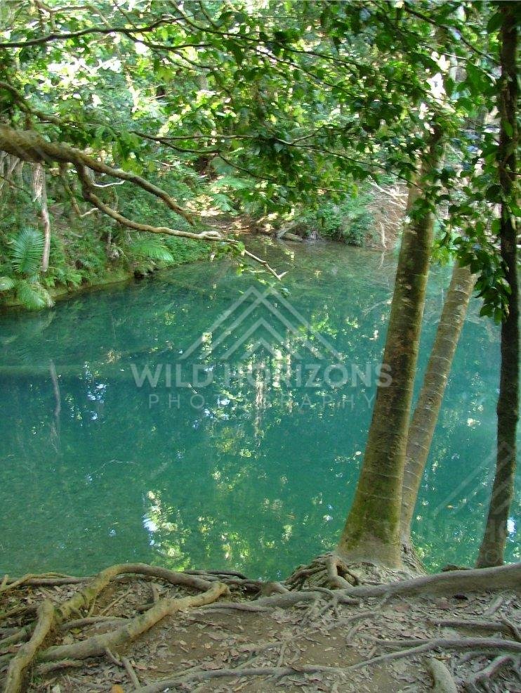 Turquoise forest pool with exposed roots along the bank. Blue Hole, Daintree Rainforest, Australia.