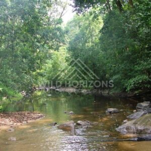 Shallow creek with rock ledges beneath rainforest canopy. Iron Range National Park, Australia.