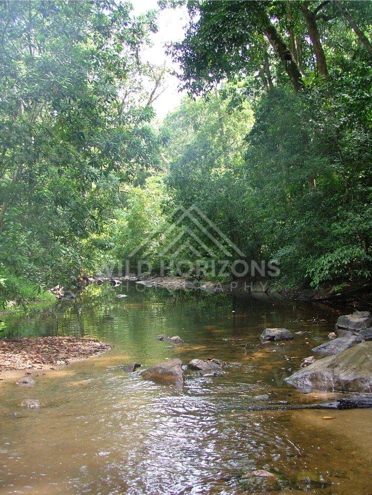 Shallow creek with rock ledges beneath rainforest canopy. Iron Range National Park, Australia.